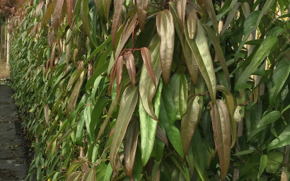 clematis armandii
